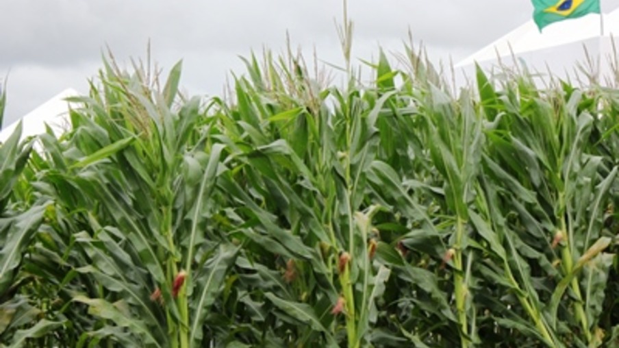 Previsão de aumento da produção de milho na segunda safra