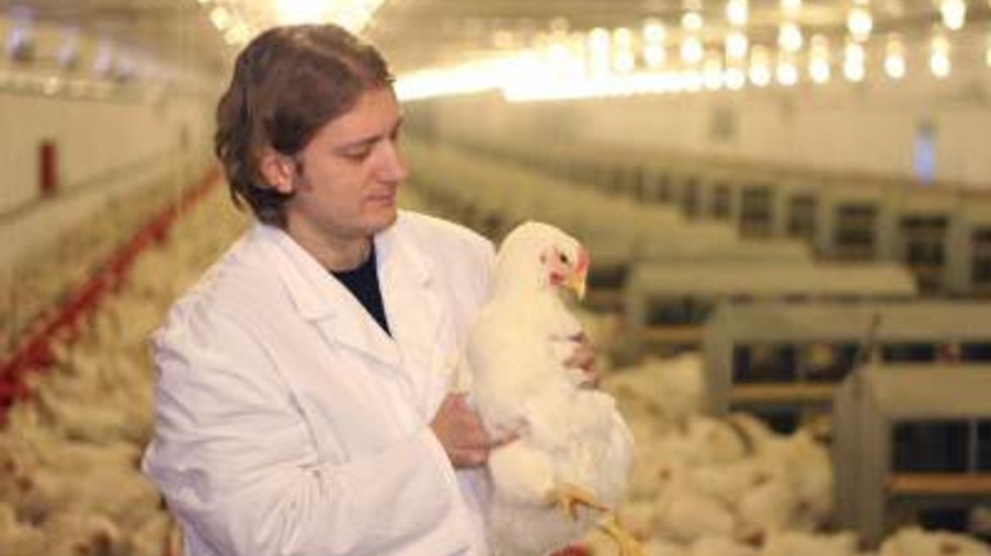 Alerta à avicultura, vem dos produtores integrados do noroeste do PR. As contas não fecham