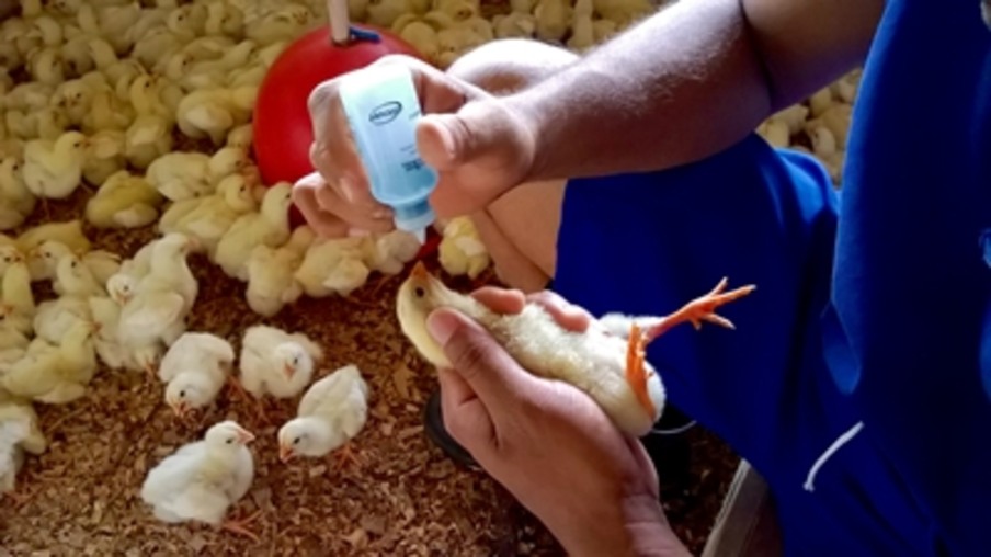 Granja do Pina promove busca por excelência da avicultura de Sergipe