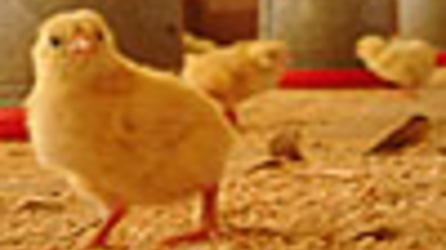 Embrapa destaca avicultura colonial no Sul