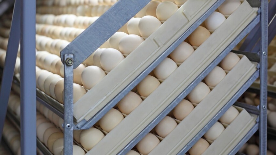 Manipulação térmica e o rendimento de incubação de ovos de pesos distintos de matriz leve
