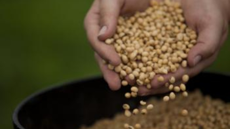 Brasil publica norma facilitando importação de soja e milho transgênicos dos EUA