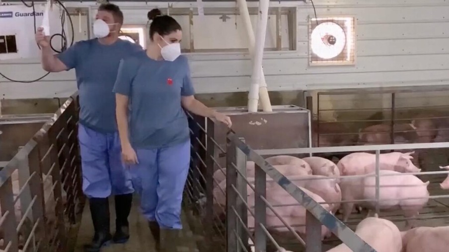 Vídeo produzido pela BBC StoryWorks destaca a edição de genes e a produção de suínos resistentes a PRRS