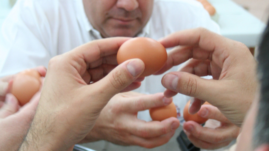 Concurso de Qualidade de Ovos de Bastos começa às 13 horas