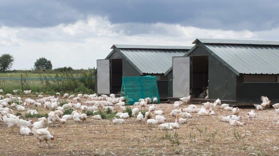 Grupo LDC adquire Capestone Organic Poultry