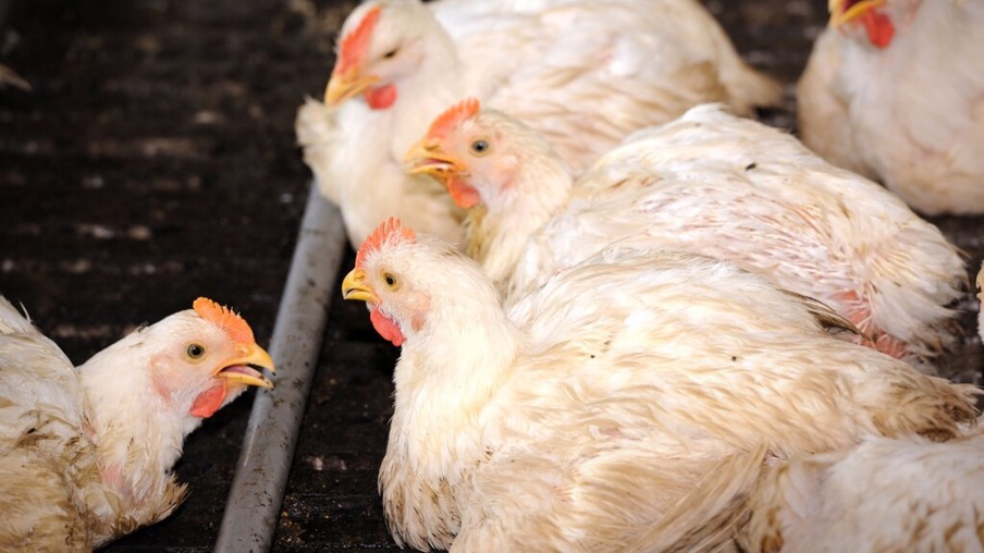 Surto de gripe aviária chega à principal região produtora de frangos em Camarões