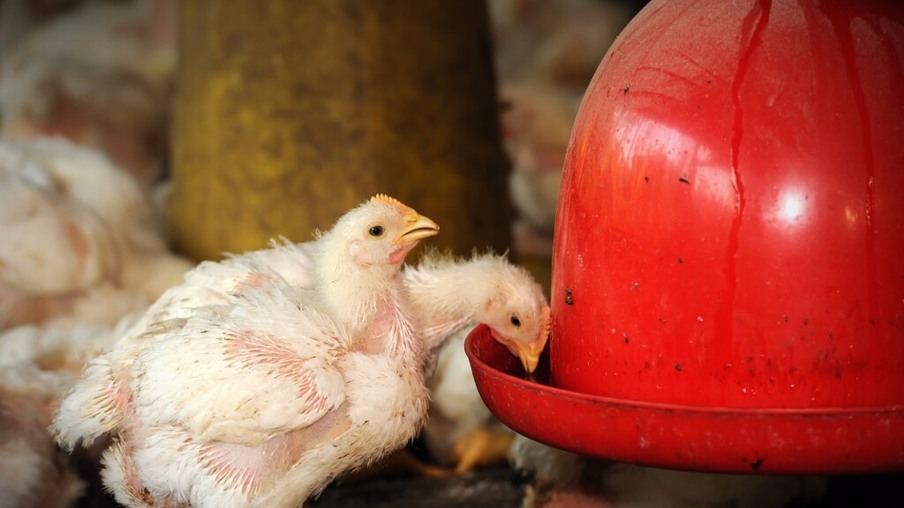Nos EUA, a escassez de frango se aproxima