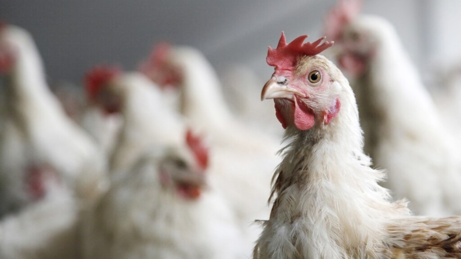 Arábia Saudita inspeciona produtores de frango ucranianos