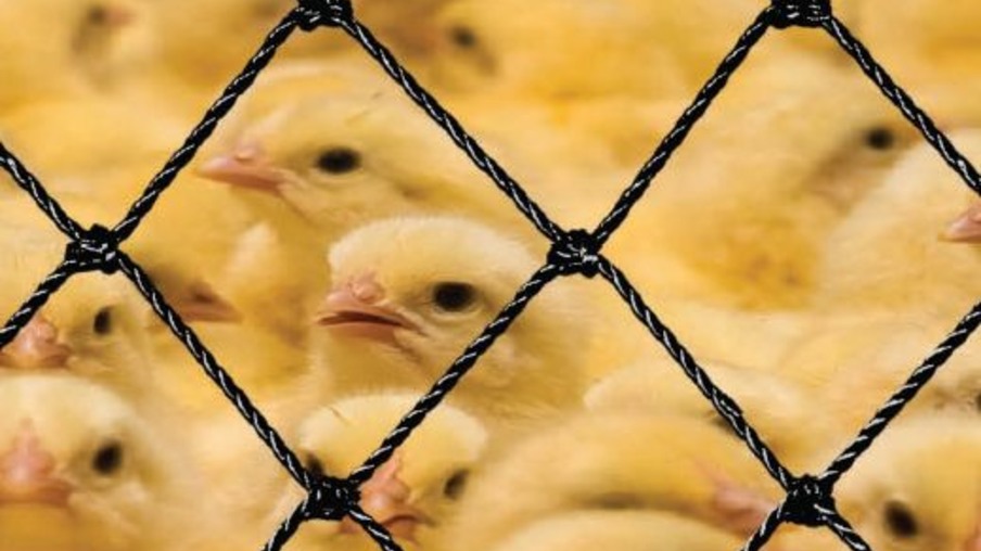 Equiplex apresenta opções de redes de proteção para aviários