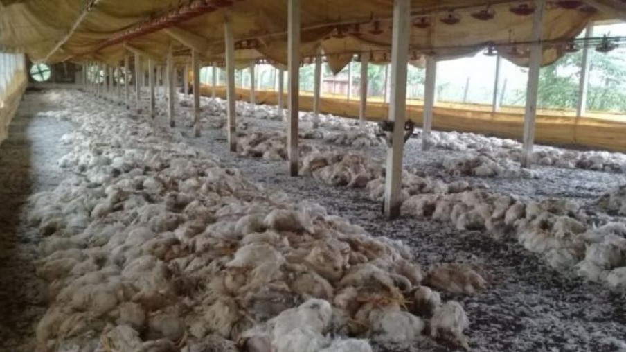 No dia da entrega, frangos morrem em aviário por falta de energia elétrica em Santa Helena