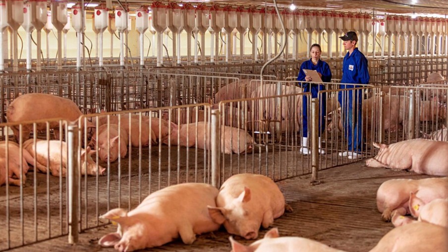 Os desafios dos produtores de carne suína argentinos no novo normal