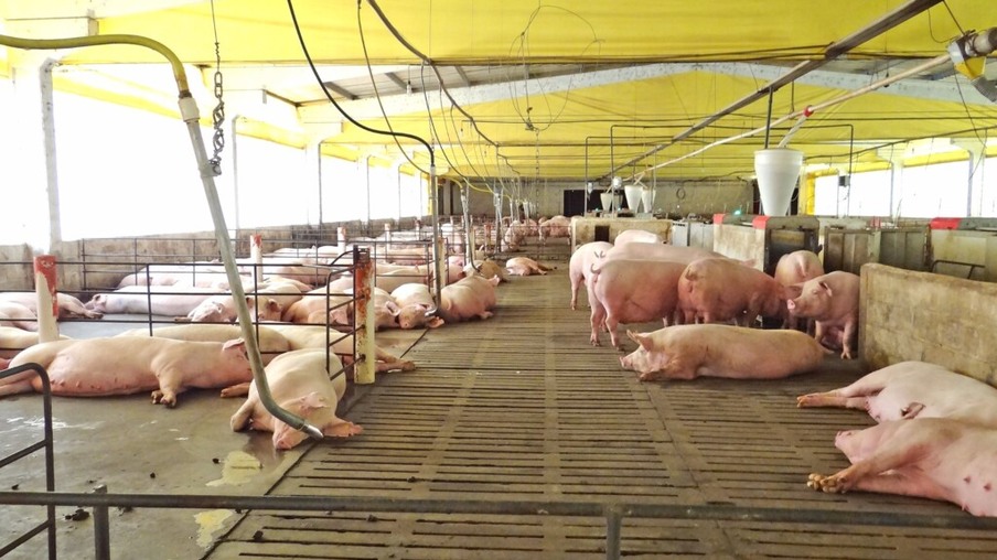 China busca tomar medidas para estabilizar preços de suínos