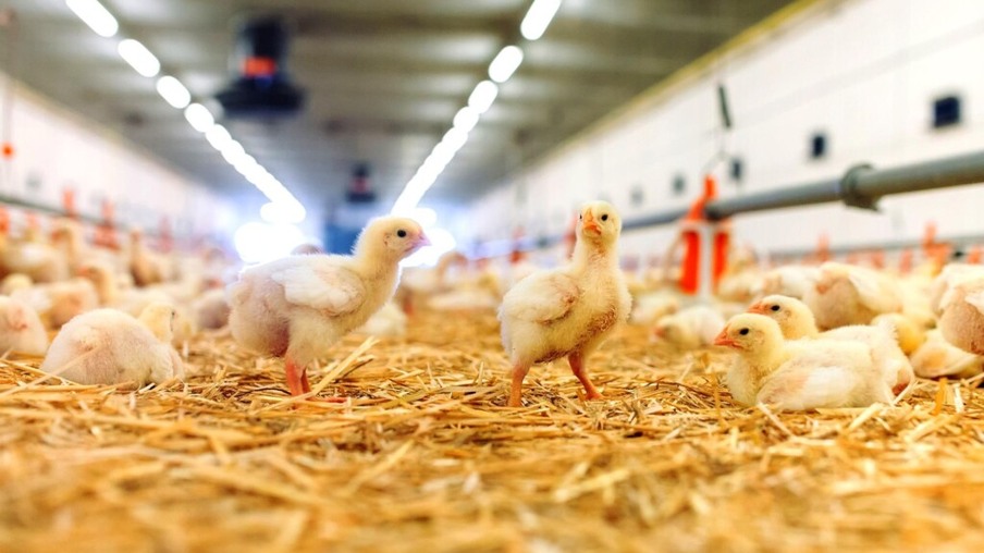 Avanço tecnológico e sustentável das cadeias de frangos de corte e de suínos