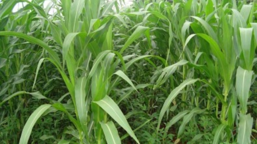 "Adubos verdes" são opção para proteger o milho orgânico contra ervas daninhas