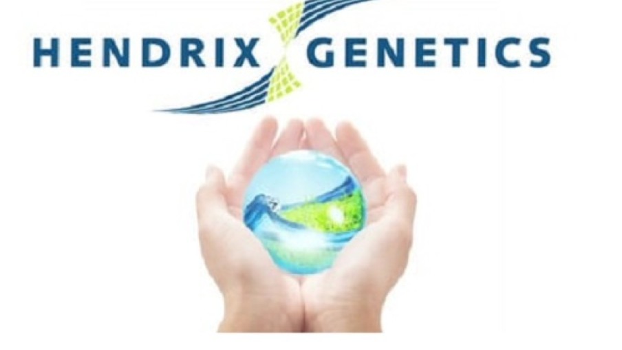 Hendrix Genetics adquire a distribuição da Hisex da Interaves/Globoaves