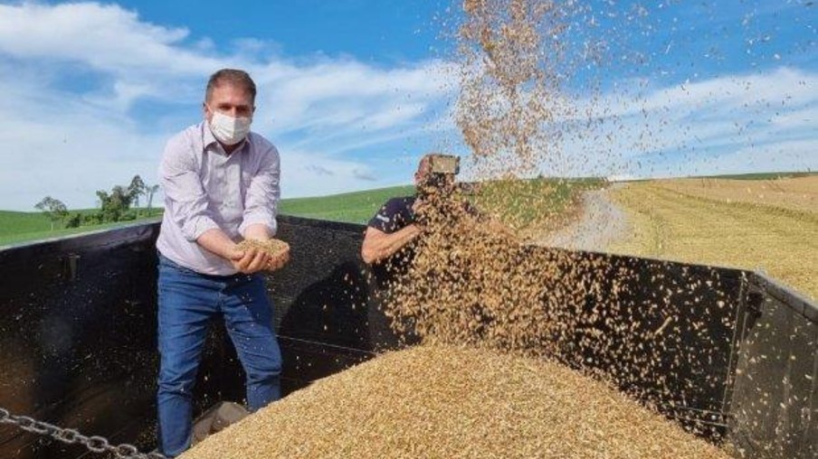 Estado investirá R$ 10 milhões para incentivar o cultivo de cereais de inverno em SC