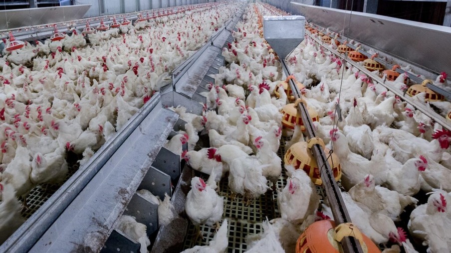 Imunização das matrizes avícola garante maximização do potencial das aves na produção