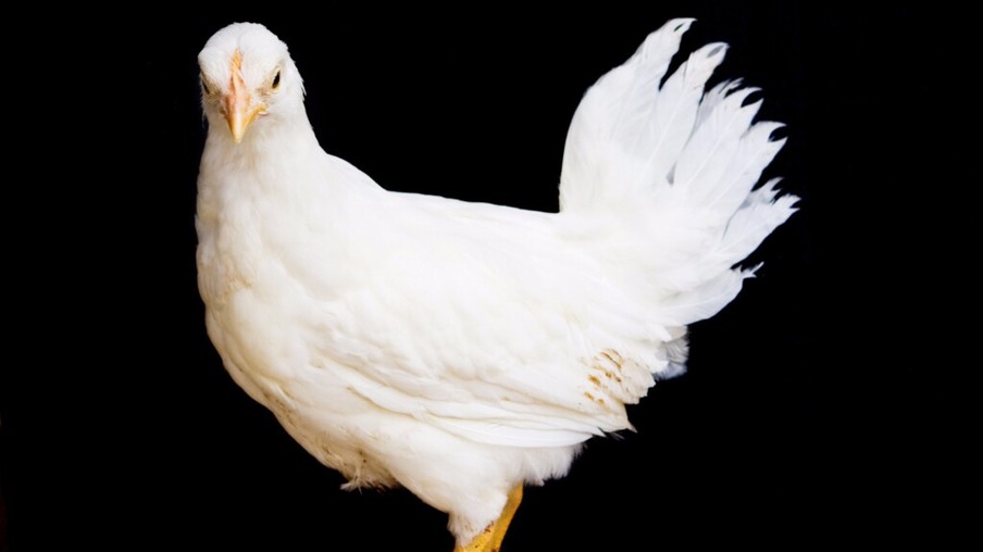 Efeito do raleio pré-abate no ganho de peso de frangos de corte