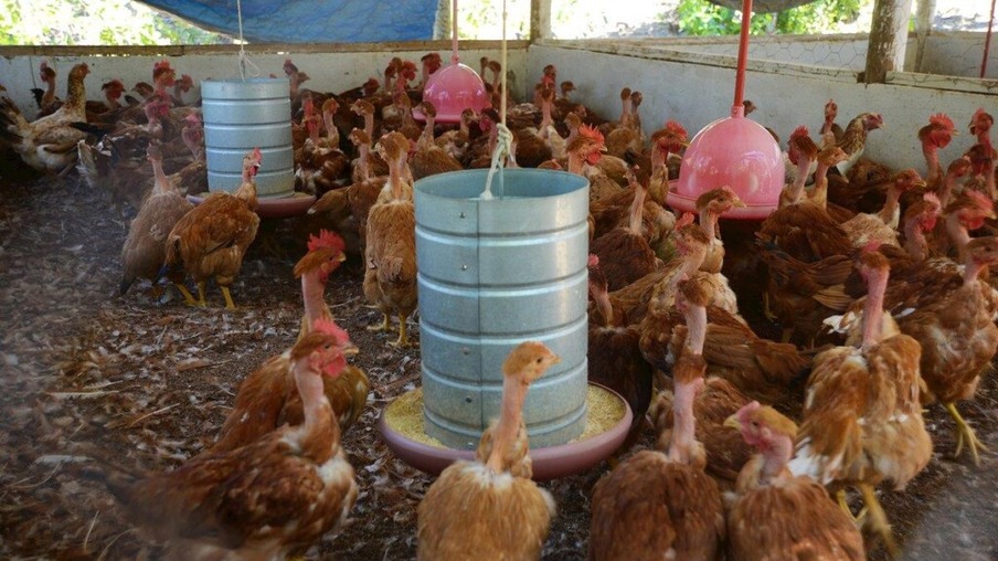 Minas Gerais certifica primeira granja de criação de frango caipira