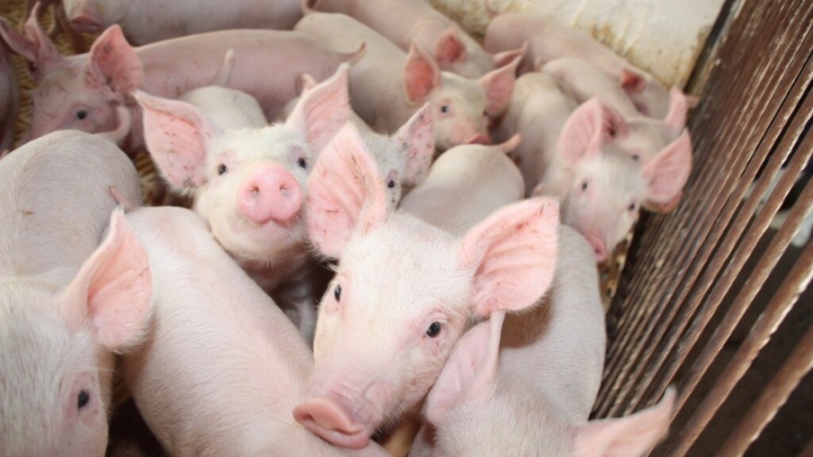 Exportação de carne suína deve crescer 33% em 2020, aponta associação
