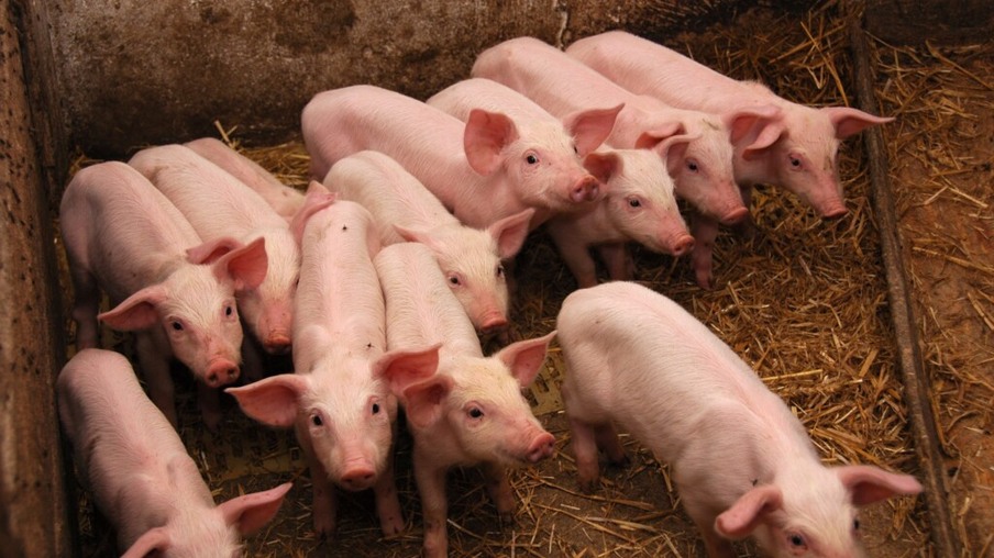 Acre investe mais de R$ 1 milhão na criação de suínos