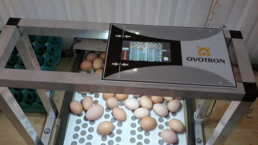 Sistema Contador de Ovos por Câmera é novidade no mercado brasileiro