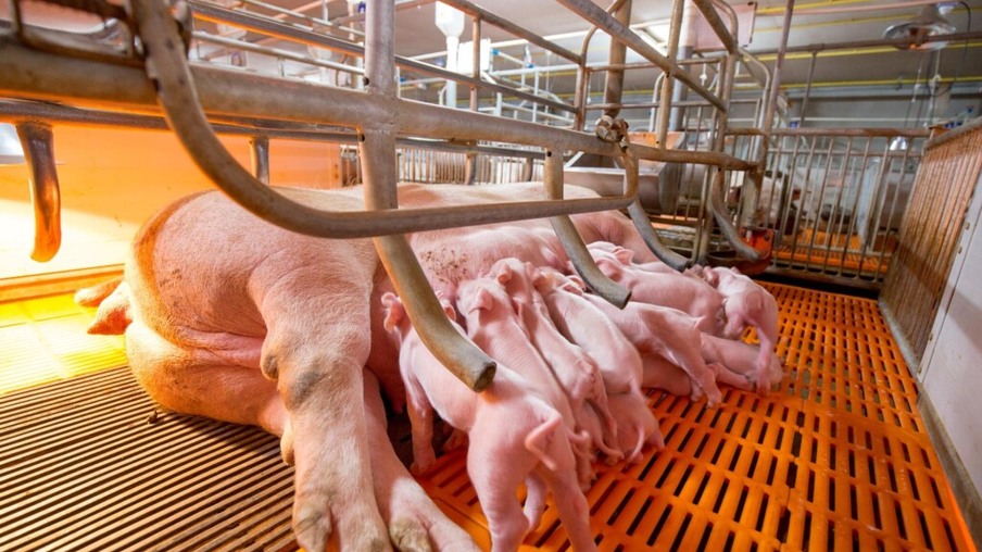 Como otimizar a eficiência alimentar dos suínos na reprodução