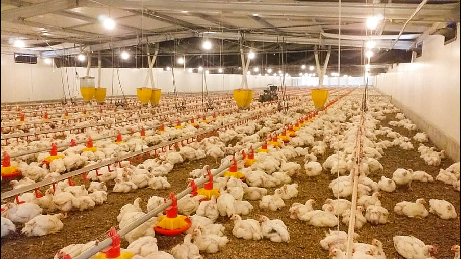 Dália abaterá primeiro lote de frangos alojados em condomínio de associados