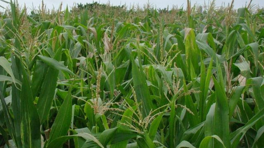 Colheita do milho atinge 77% da área cultivada no RS