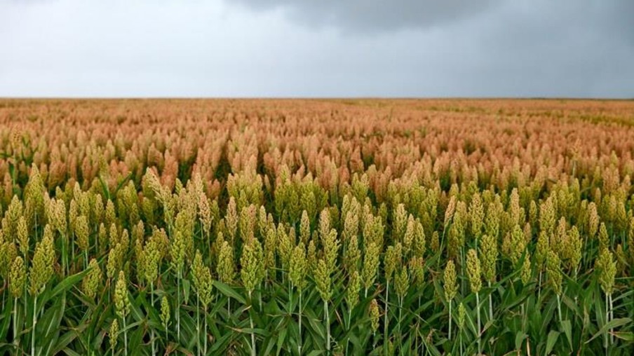Novos zoneamentos do sorgo granífero e do milheto orientam produção agrícola