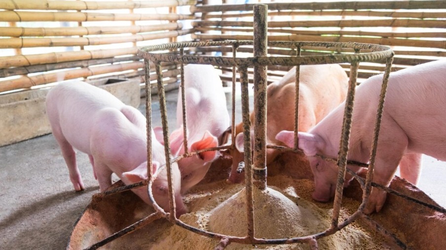 Sindirações divulga o resultado do primeiro semestre do setor de Alimentação Animal