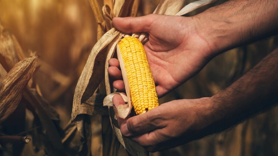 Abramilho: desafios e oportunidades para o milho em 2022