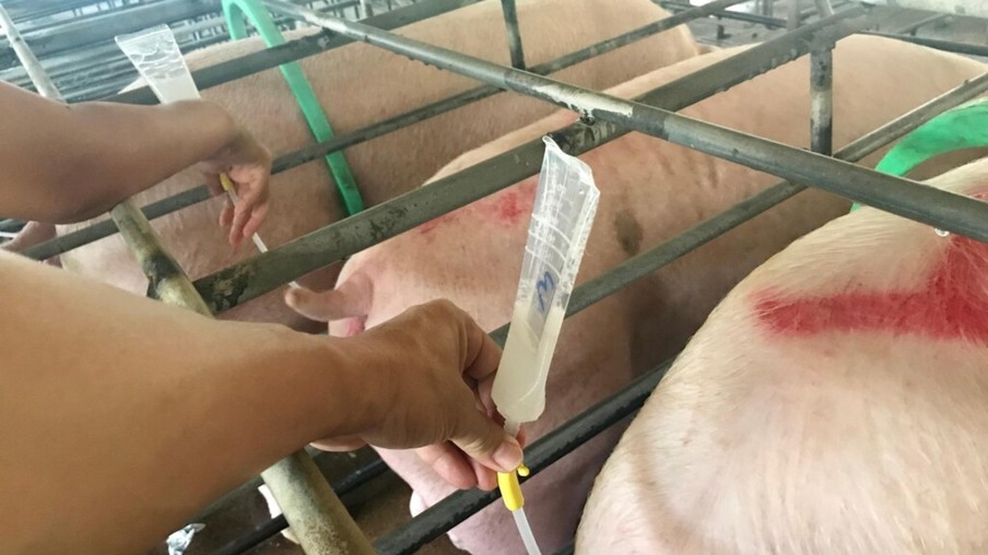 Inseminação Artificial em suínos no Brasil: biotecnologias e atualidades do mercado
