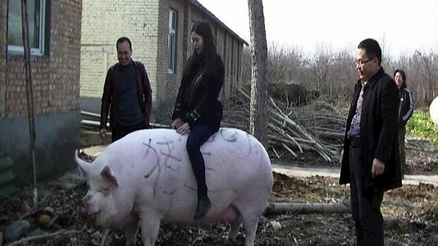 China cria porcos gigantes para suprir perdas com peste suína