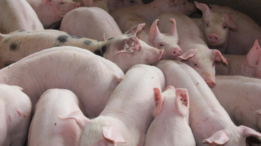 Alemanha detecta mais um caso de peste suína africana em animais de fazendas