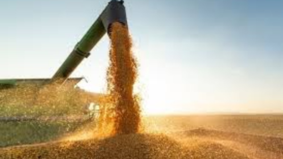 Preços do milho continuam em queda com avanço da colheita e desvalorizações no mercado internacional