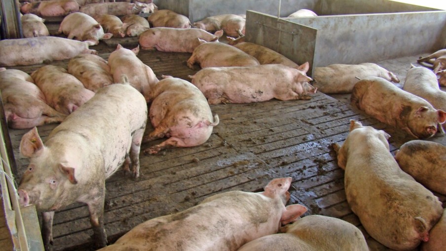 Mercado de suínos deve ter aquecimento no curto prazo