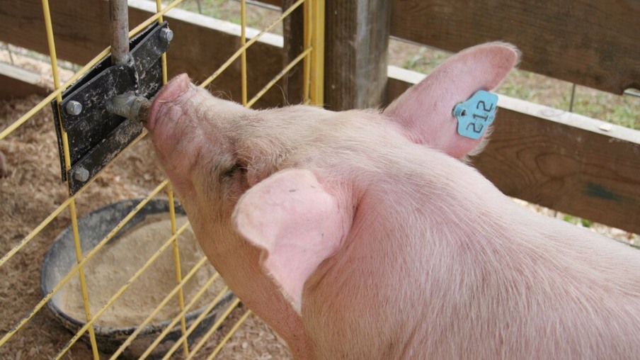 Abate de suínos sobe 1,9% na comparação anual e tem junho recorde