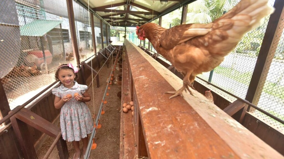 Mantiqueira instala galinheiro dentro de mercado no Rio de Janeiro