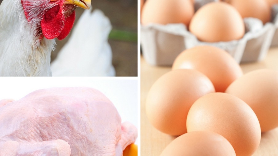 Produções de frango e ovos cresceram no ano passado em SP, aponta IEA