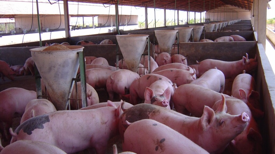 Como focos de PSC em Alagoas e PSA na Ásia e Leste da Europa afetam negócio de suínos no Brasil