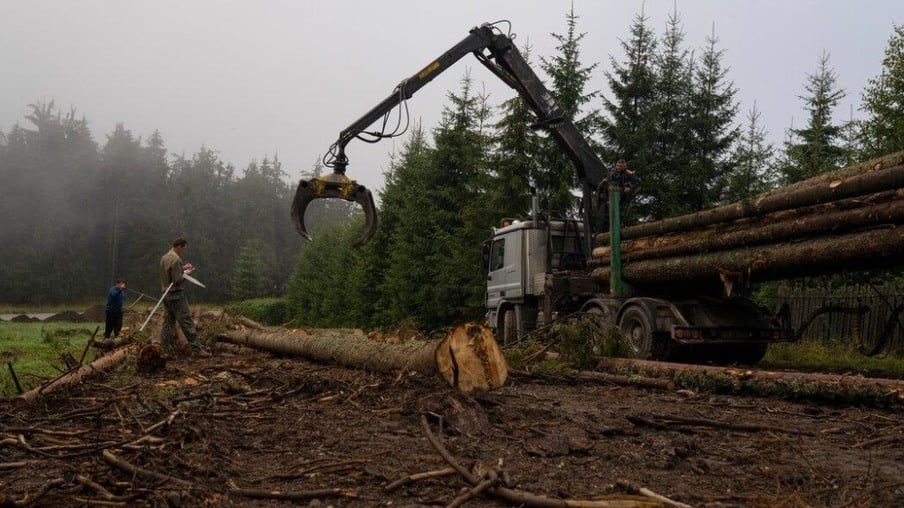 A Europa está sacrificando suas antigas florestas por energia