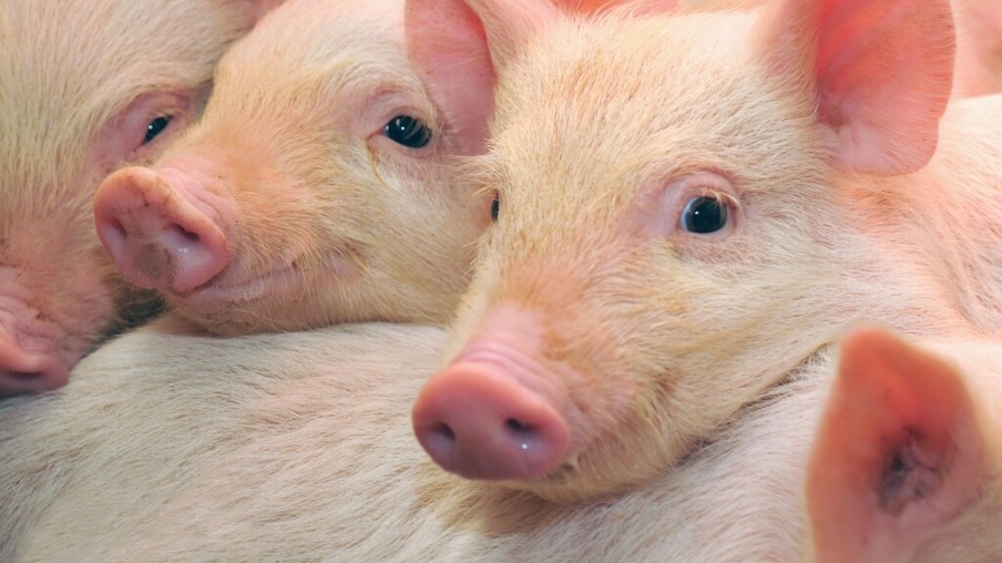 Cientistas chineses criam porcos com 24% a menos de gordura