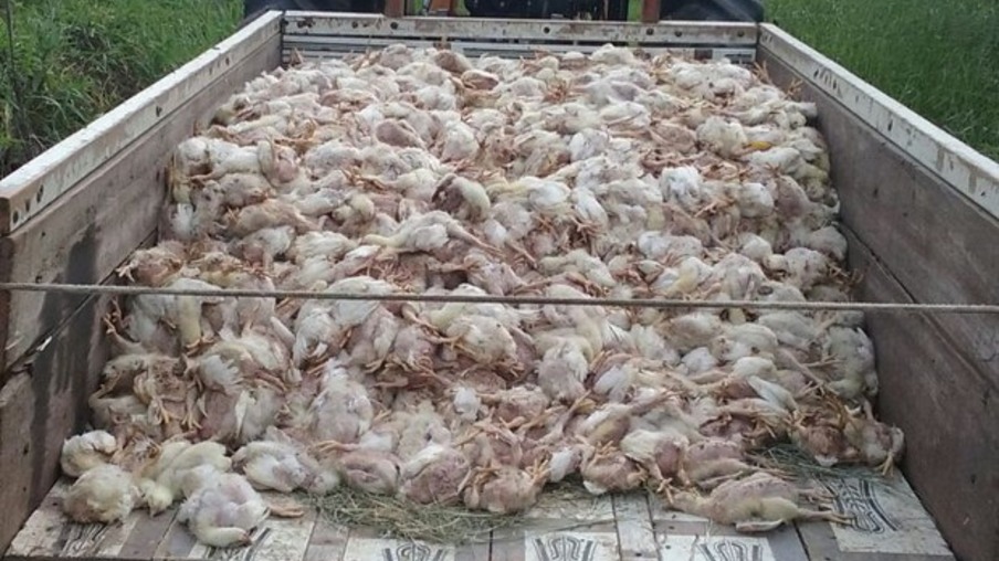Mais de 5 mil frangos morrem em granja de Itu após queda de energia