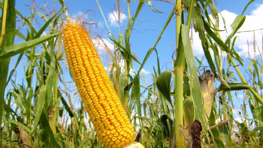 Agroindústrias querem importar milho dos Estados Unidos e Argentina