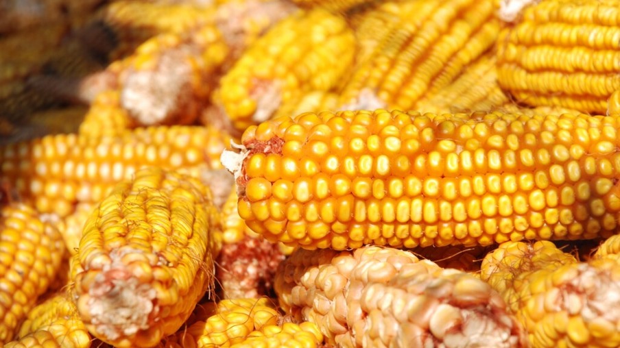 Exportações de milho dos EUA sofrem cancelamentos
