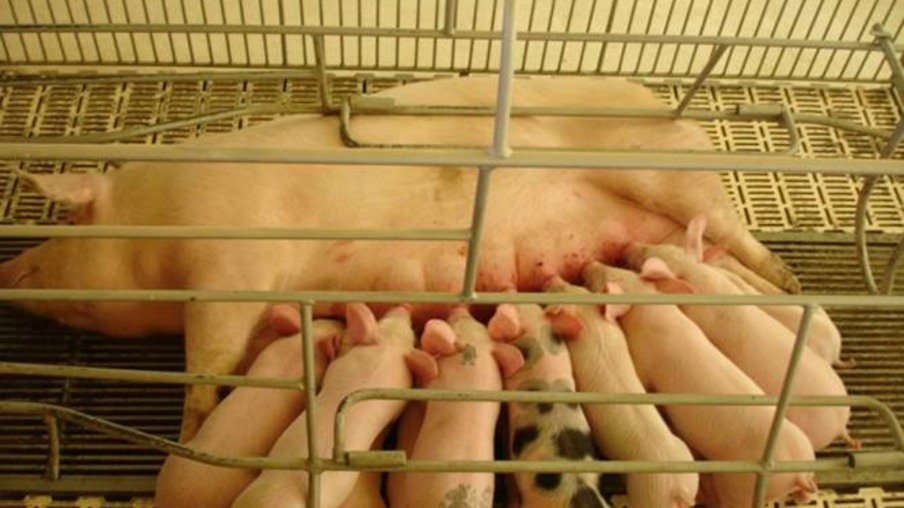 A porca lactante e a suinocultura brasileira: desafios e oportunidades para atingir o sucesso produtivo e reprodutivo
