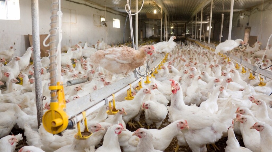 Preços do frango caíram na granja e no atacado