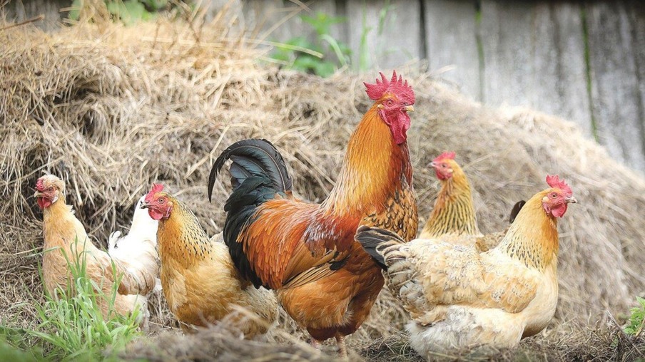IMA orienta produtores sobre avicultura de pequena escala