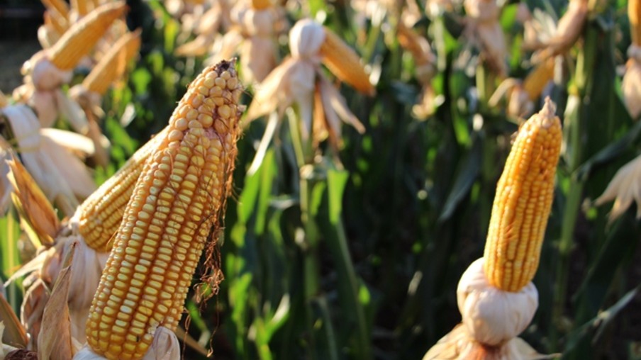 Possível escassez de milho na China gera preocupação com segurança alimentar